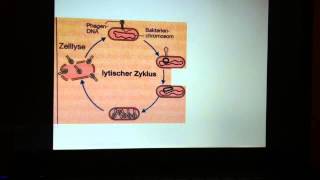 Vermehrung von Phasen  Vermehrungszyklus Bakteriophagen [upl. by Noryk]