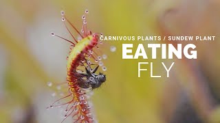 Carnivous plants  Sundew plant Eating fly [upl. by Marigolde789]