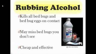 How to Get Rid of Bed Bugs [upl. by Cary15]