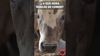 Alimentación del ganado ¿Por Qué la Rutina Importa campo ganado rancho zootecnia finca toro [upl. by Coney]