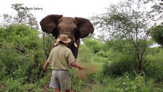 MAN HALTS CHARGING ELEPHANT [upl. by Nap903]