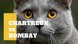 who is better cat ChARTREUX VS BOMBAY cat 🐈 bspuppy cutedog howisbwttercat [upl. by Haggar292]