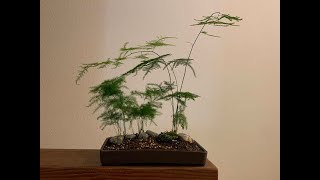 Creating a landscape bonsai using Plumosa Fern Asparagus Plumosus [upl. by Kirshbaum]