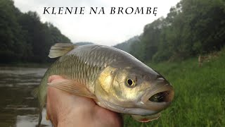 Chub fishing  Klenie z Rajskiej Rzeki na Brombe Hunter Polska  Nice chubs on spining [upl. by Ofilia]