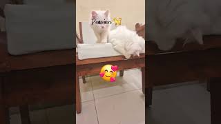 🐱play🤣 l hideampseek🤣l kitten l ytshorts youtubeshorts music apt persiancatfamilyg5k [upl. by Clifford968]