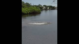 The 2024 Fall Mullet Run is Underway on the Loxahatchee River [upl. by Gnoix]