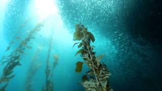 Baits sealion and bat rays at Cortes Bank [upl. by Martsen857]