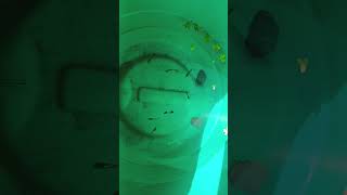 Guppy tank guppy tank cleaning  aquaticfishfarming  aquatic fishes mixed guppy tank cleaning [upl. by Aled]