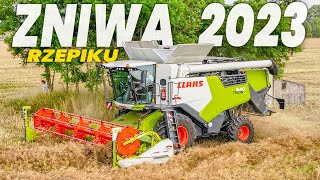 🇵🇱 Żniwa 2023 🇵🇱 Pierwsze w Polsce żniwa RZEPIKU 🇵🇱 UR Kurlapski 🇵🇱 Claas Trion 640 🇵🇱 [upl. by Yerxa]