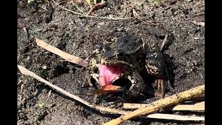 NEW PREY ITEM IN THE DIET OF THE CALIFORNIA REDLEGGED FROG [upl. by Ilke]