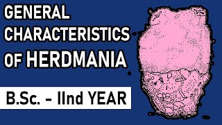 General Characters of Herdmania  Urochordata  BSc2nd year  Zoology Point [upl. by Arik352]