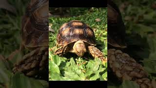 African Sulcata Tortoise Hatchling [upl. by Niwhsa274]