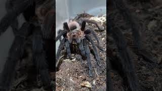 Mexican Red Rump tarantula arachnid tliltocatl vagans happydance shorts [upl. by Eustache]