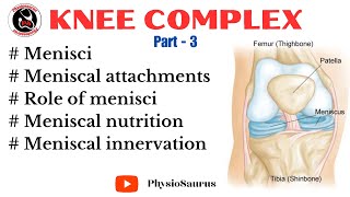 Menisci of knee complex  Meniscus attachments anatomy and nutrition  Knee complex [upl. by Nilkcaj569]