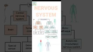 Nervous system parts  CNS  PNS and their functions  In summary form  1 [upl. by Asel]