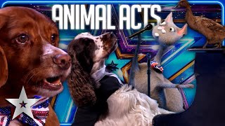 FURTASTIC Animal Acts of BGT 2023  Auditions  Britains Got Talent [upl. by Macknair12]