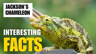 Exploring the Fascinating World of Jackson’s Chameleon  Interesting Facts  The Beast World [upl. by Litt351]