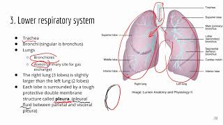 Higher volume ATI TEAS Science Review Respiratory system Part 1 [upl. by Southard]