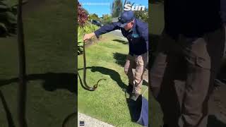 Snake wrangler catches mammoth redbellied snake in Australia [upl. by Atalee]