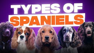 10 Different Types of Spaniels [upl. by Itch]