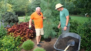 How to Plant a Conifer in the South Expert Tips from a Lifelong Gardener [upl. by Ameehsat]