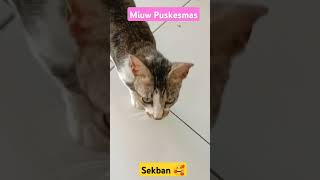 Miuw Puskesmas Sekban🥰 Sabtu021124🥰 [upl. by Ahsiekan132]