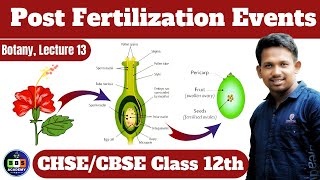 Post Fertilization Events  Class 12th  Lecture 13 biologybotanyclass12 [upl. by Bigford]