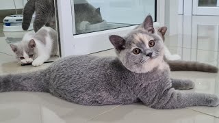 Playful British Shorthair Cats [upl. by Ycrad615]