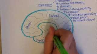 Brain Regions Overview [upl. by Ainecey758]