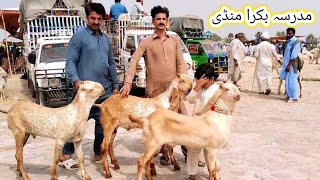 Madrasa bakra Mandi update top quality ke bacche  6 Jul 2024  makhi chena  gillani goat farm [upl. by Sone]