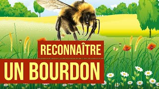 Comment reconnaître un bourdon  Quel est lhabitat du bourdon  Estce que les bourdons piquent [upl. by Ethben]