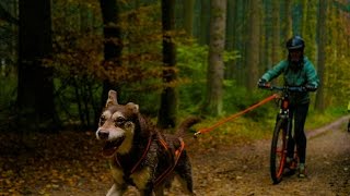 Dogscooting  Mystical forest [upl. by Udele]