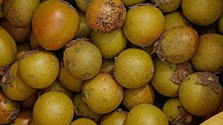 Diospyros melanoxylon tendu fruit तेंदू फल [upl. by Tertia]