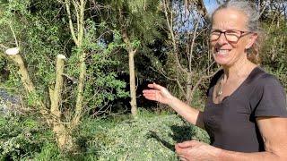 Chop and Drop Revisit  Harvesting This Years Tagasaste Growth  Permaculture Swale Food Forest [upl. by Yruoc]