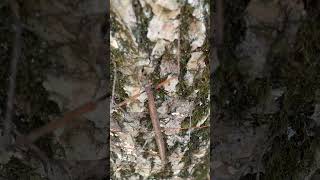 Stick Bug Walking up a tree Down a dirt road in the woods [upl. by Attenov]