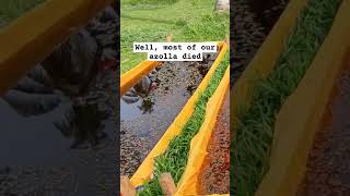 Azolla farming organic farming azolla farmlife shortvideo farm lifehacks [upl. by Yrellam]