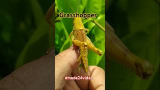 This is a grasshopper shortsfeed insects shorts [upl. by Lladnek]