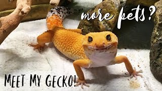 Meet My Leopard Gecko [upl. by Zetta244]