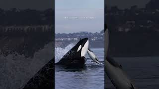 Orca spotted hunting dolphin off San Diego coast [upl. by Ilehs635]