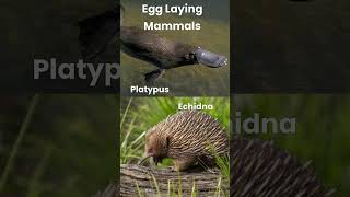 Egg Laying Mammals [upl. by Tedda486]