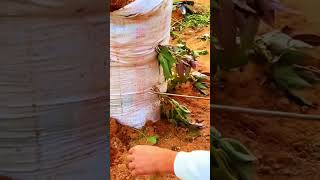 Plant sweet potato seeds in sacks filled with soil shorts farming agriculture garden [upl. by Yruam]