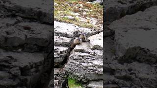 Hoary Marmot or Whistler Babies are Designed for Rock Life [upl. by Labotsirc]