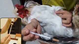 Mabisang gamot sa sipon ng manok  Brahma Chicken Poultry [upl. by Hcib]