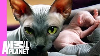 Bald amp Beautiful Sphynx Kittens  Too Cute [upl. by Arannahs]