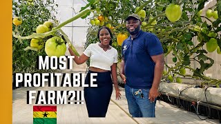 YOU NEED TO SEE THIS FARM IN GHANA  GREENHOUSE FARMING LIVING IN GHANA [upl. by Lanza]