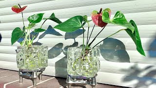 How to Grow an Anthurium  Anthurium Plants Care [upl. by Alvar]