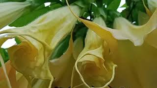 FLOWER TREE BRUGMANSIA ARBOREA [upl. by Lelia177]