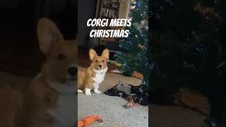 Koa’s first Christmas tree corgi christmas tree christmastree funny dog [upl. by Janek]