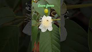 Guava flower pollinationamrudpyarayoutubeshorts shortsfeedguavaguavafloweramrud🍐pyara [upl. by Jonah913]