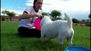 How to Teach your Dog to Catch a Frisbee [upl. by Anerdna]